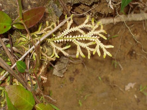 Selaginella heterostachys: 姬捲柏 小葉呈三角形