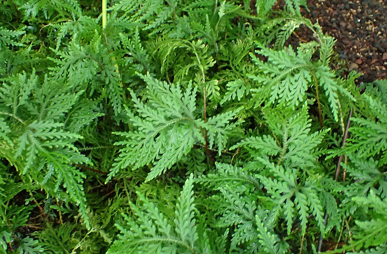 Selaginella hoffmannii: Selaginella hoffmannii at the New York Botanical Garden