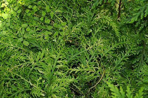 Selaginella hoffmannii: Location taken: the New York Botanical Garden. Names: Selaginella hoffmanii Classification: Plantae > Tracheophyta > Lycopodiopsida > Selaginellales > Selaginel
