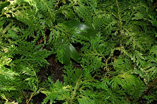 Selaginella hoffmannii: Location taken: the New York Botanical Garden. Names: Selaginella hoffmannii Hieron. Classification: Plantae > Tracheophyta > Lycopodiopsida > Selaginellales >