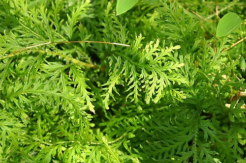 Selaginella hoffmannii: Location taken: the New York Botanical Garden. Names: Selaginella hoffmanii Classification: Plantae > Tracheophyta > Lycopodiopsida > Selaginellales > Selaginel