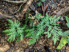 Selaginella hordeiformis (Selaginella hordeiformis)