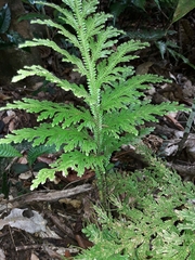 Selaginella hordeiformis (Selaginella hordeiformis)
