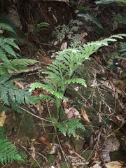 Selaginella hordeiformis (Selaginella hordeiformis)