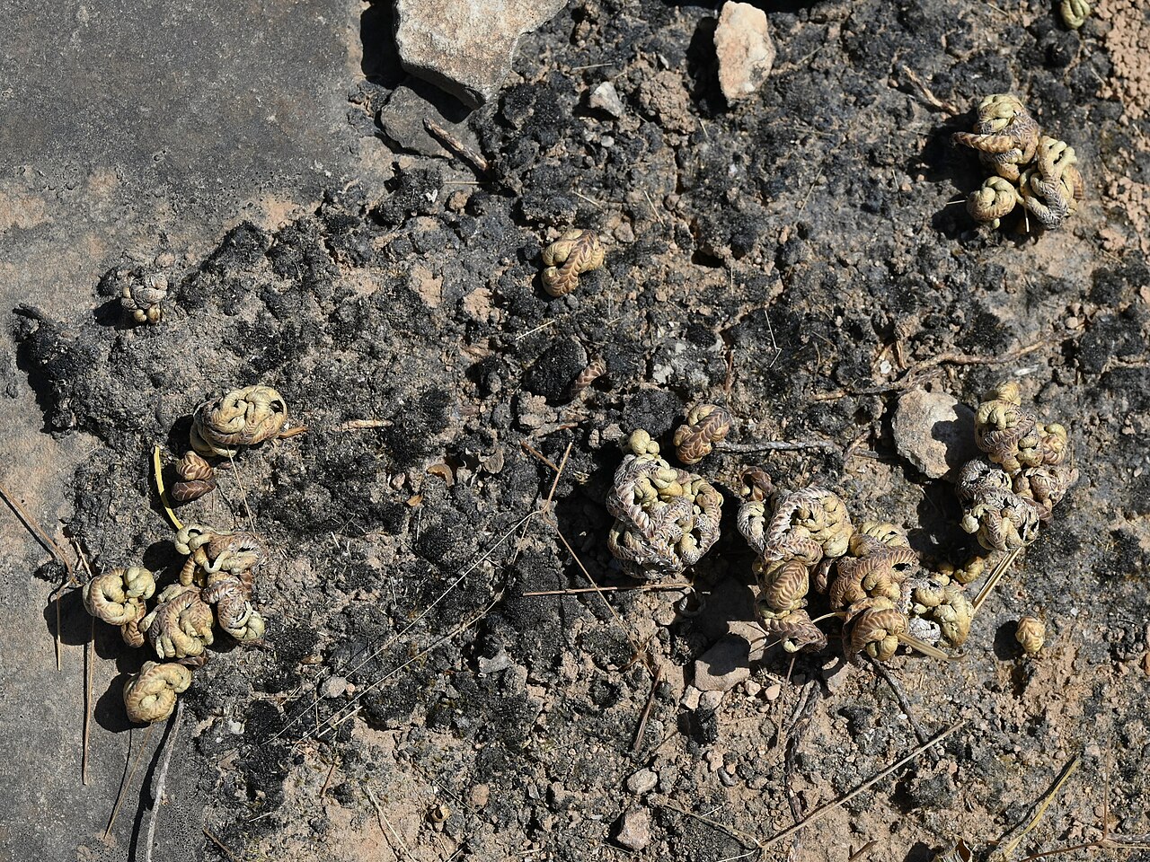 Selaginella imbricata: Selaginella imbricata E from Maghsail, Dhofar, Oman