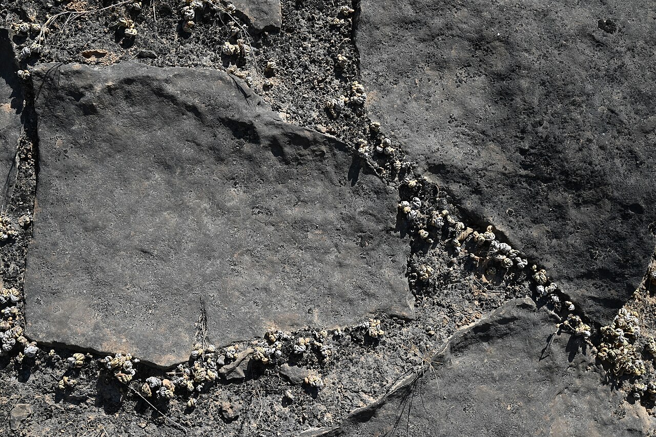 Selaginella imbricata: Selaginella imbricata E from Maghsail, Dhofar, Oman