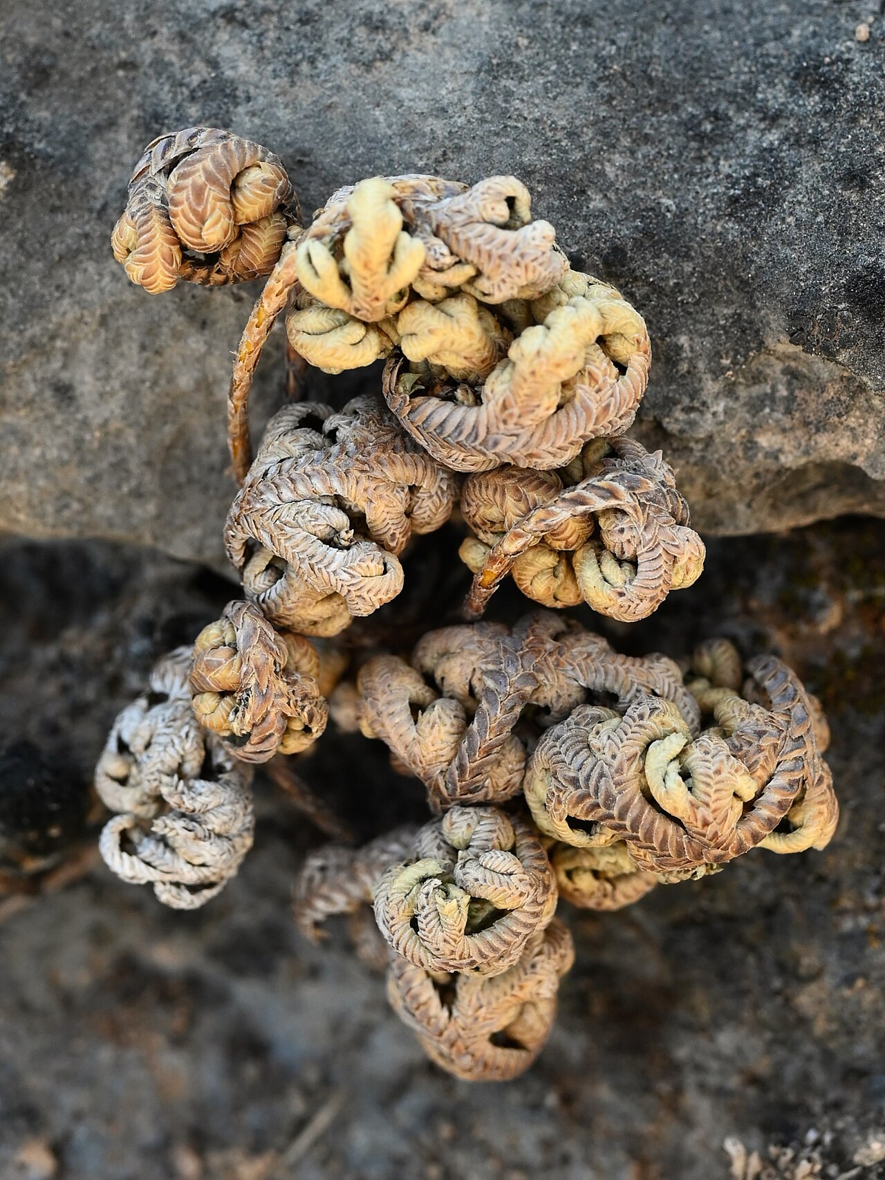 Selaginella imbricata: Selaginella imbricata E from Maghsail, Dhofar, Oman