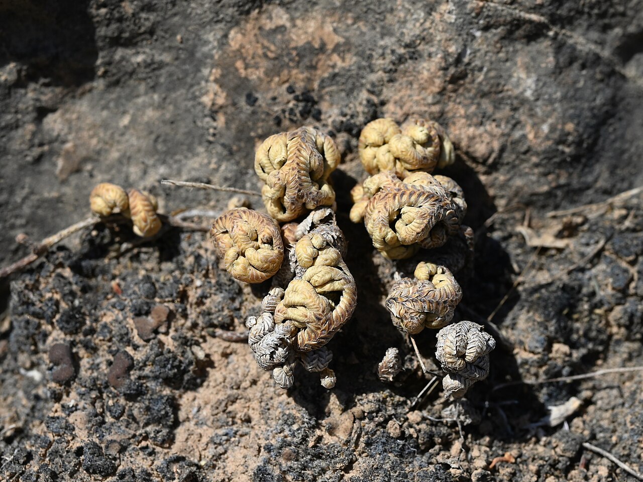 Selaginella imbricata: Selaginella imbricata E from Maghsail, Dhofar, Oman