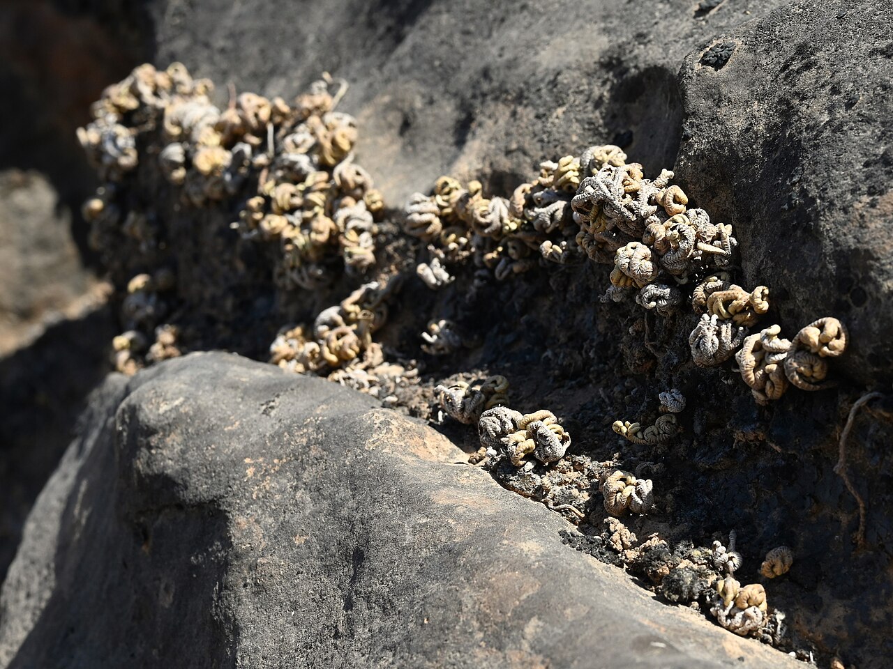Selaginella imbricata: Selaginella imbricata E from Maghsail, Dhofar, Oman