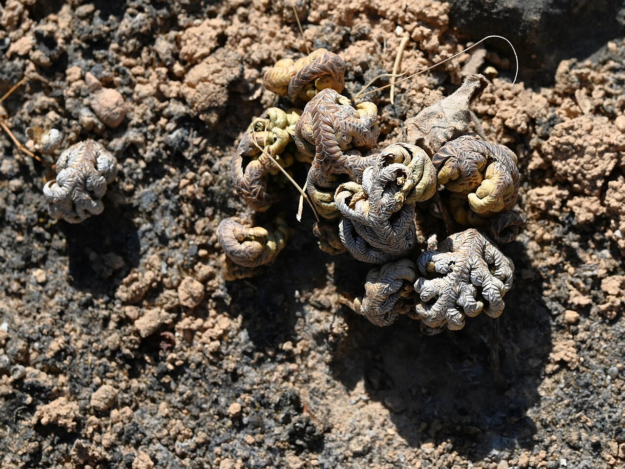 Selaginella imbricata: Selaginella imbricata E from Maghsail, Dhofar, Oman