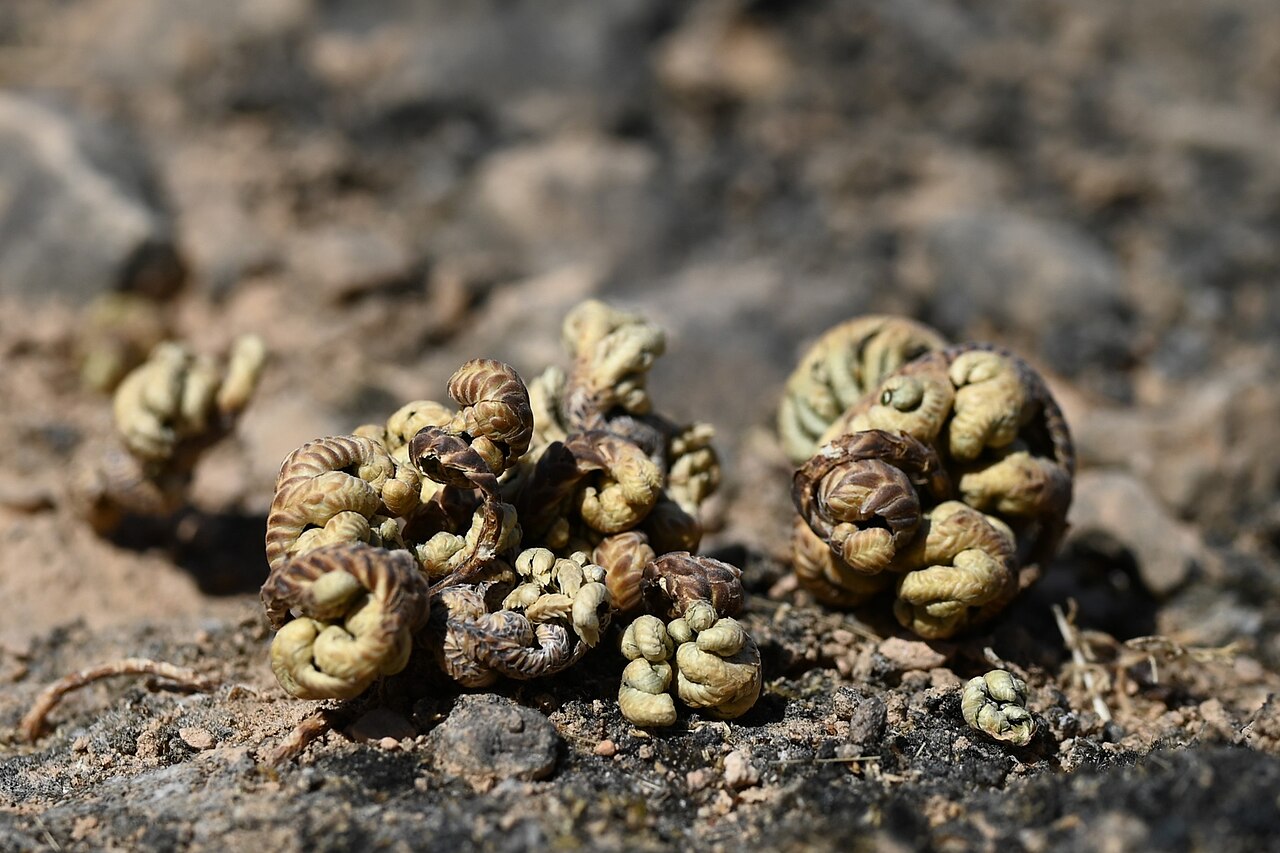 Selaginella imbricata: Selaginella imbricata E from Maghsail, Dhofar, Oman