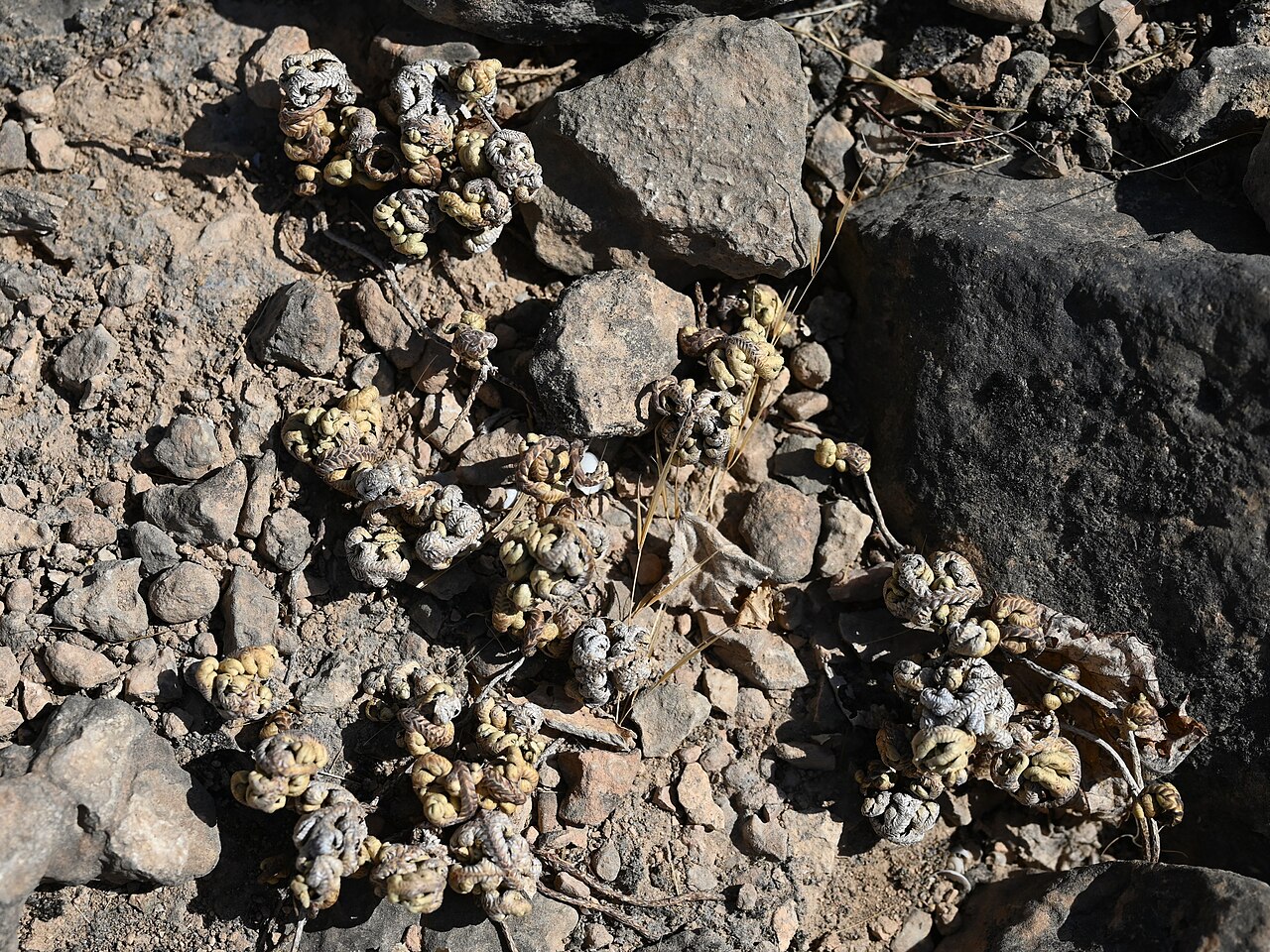 Selaginella imbricata: Selaginella imbricata E from Maghsail, Dhofar, Oman