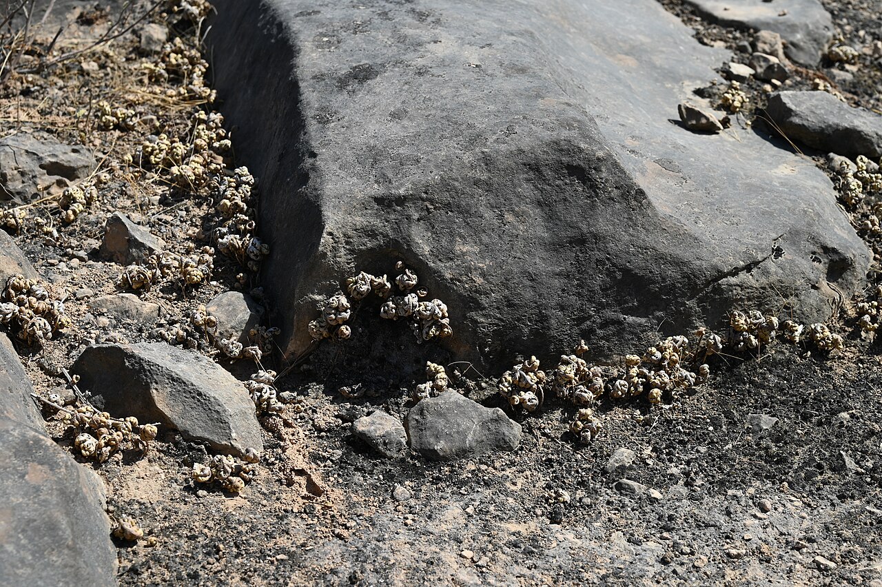 Selaginella imbricata: Selaginella imbricata E from Maghsail, Dhofar, Oman