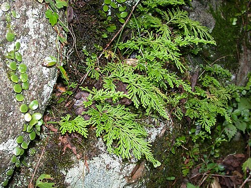 Medicinal spikemoss: Selaginella involens (Selaginellaceae) Japanese name: Katahiba Date;2006,09;Tanabe city,Wakayamapref. Japan Author; Keisotyo
