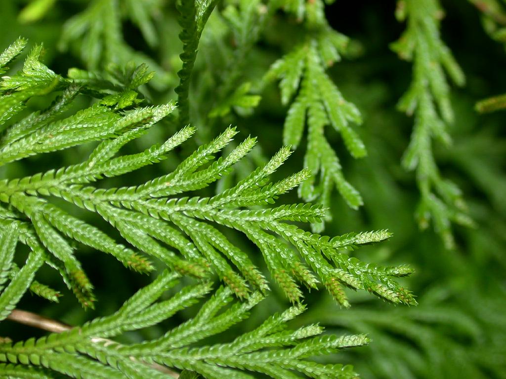 Medicinal spikemoss: Selaginella involens (Selaginellaceae) Japanese name: Katahiba Date; 2006,09; Tanabe city, Wakayama pref., Japan Author; Keisotyo