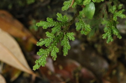 Selaginella limbata (Selaginella limbata)