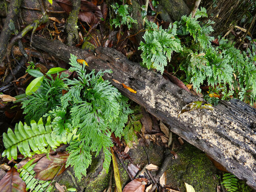 Electric fern (Selaginella longipinna)