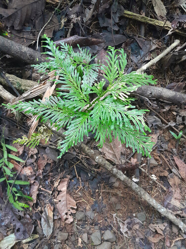 Electric fern (Selaginella longipinna)