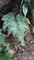 Electric fern (Selaginella longipinna)