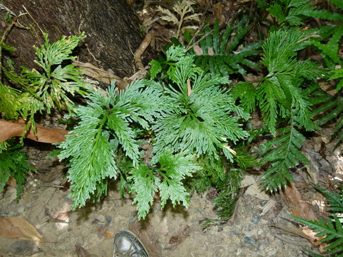 Electric fern (Selaginella longipinna)