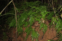 Electric fern (Selaginella longipinna)