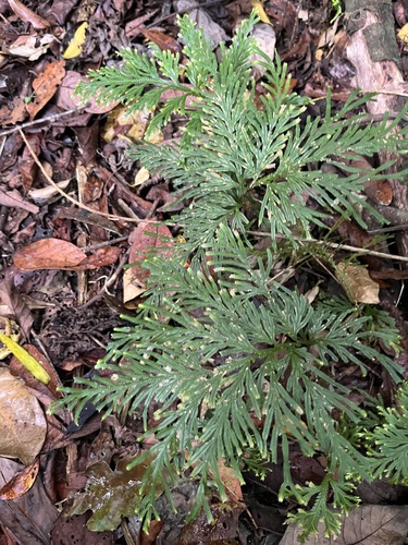 Electric fern (Selaginella longipinna)