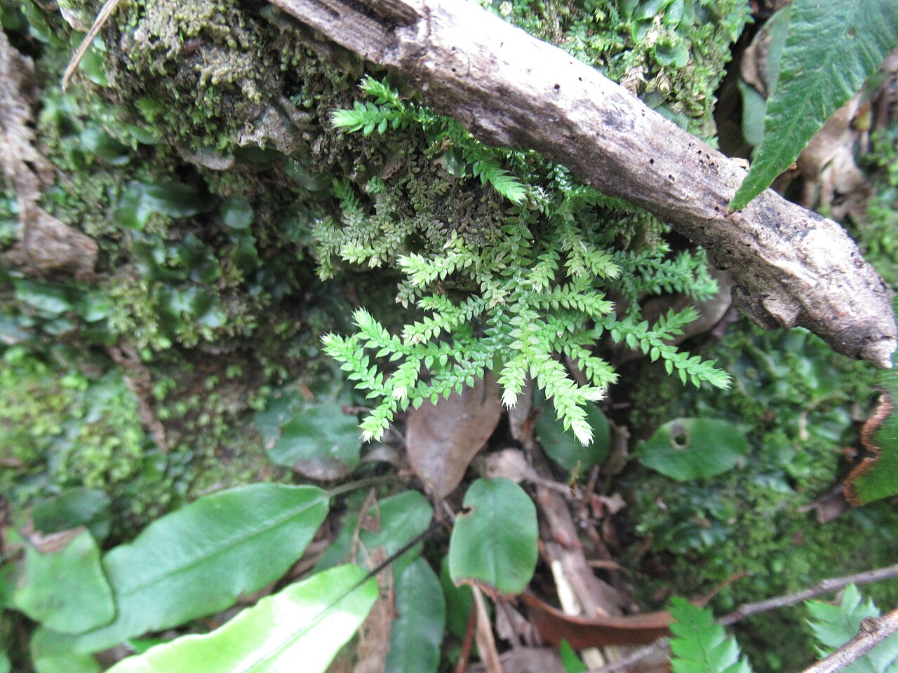 Selaginella lutchuensis: Selaginella lutchuensis, Amami, Japan