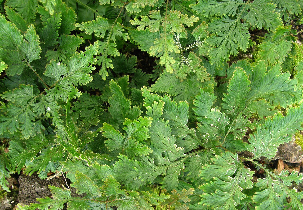 Selaginella lyallii: Selaginella lyallii Spring dans la serre du Botanischer Garten de Berlin-Dahlem.