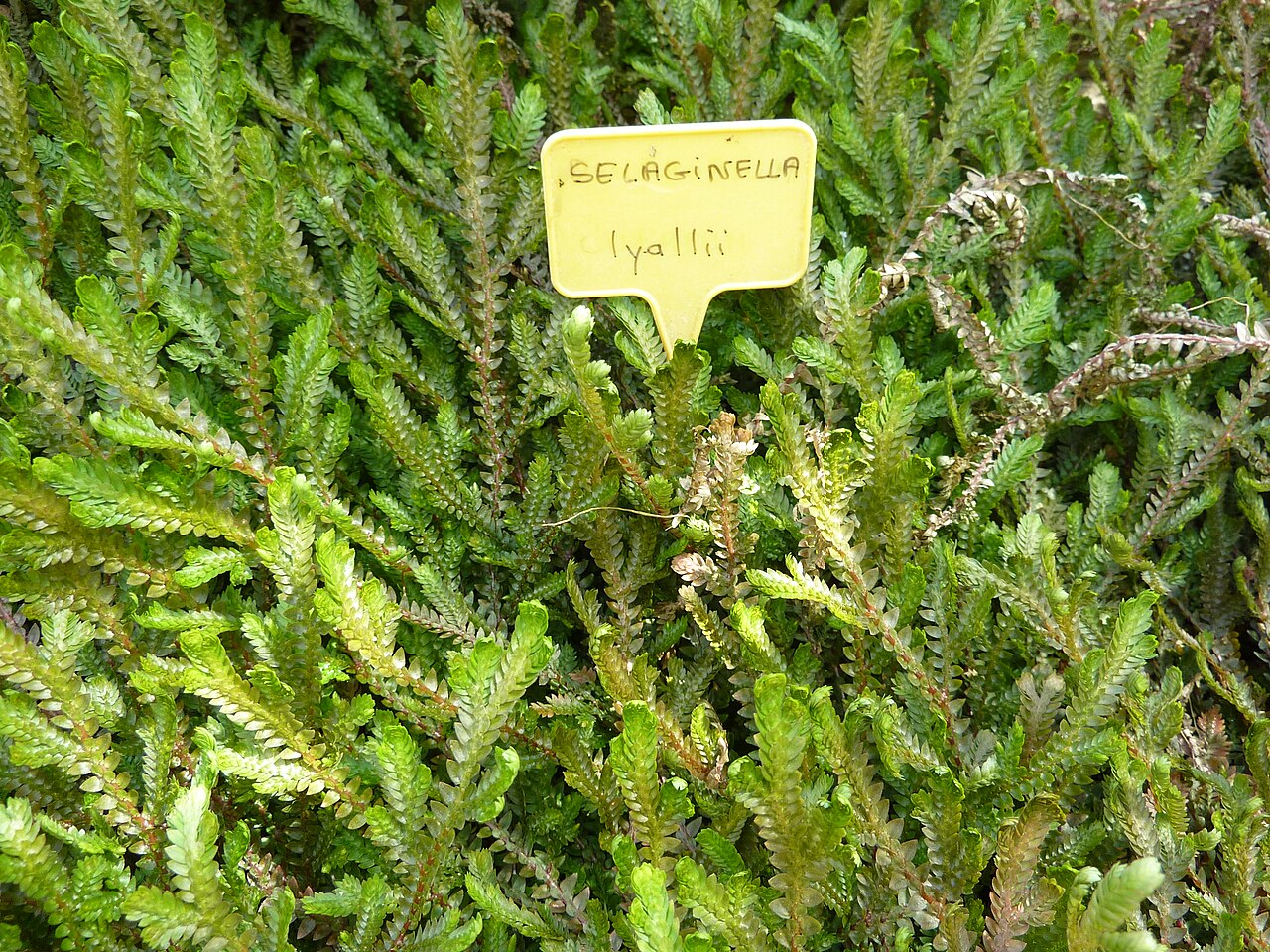 Selaginella lyallii: Selaginella lyallii . Serres d'Auteuil - Jardin botanique de la Ville de Paris - France