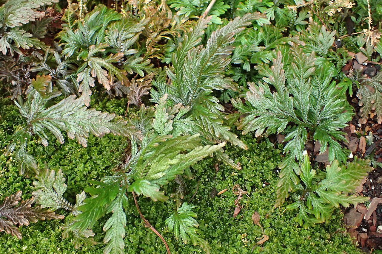 Selaginella mosorongensis: Selaginella mosorongensis at the New York Botanical Garden