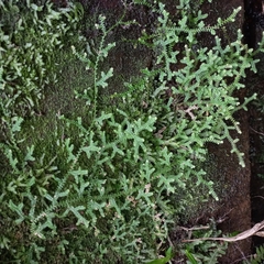 Selaginella muscosa (Selaginella muscosa)