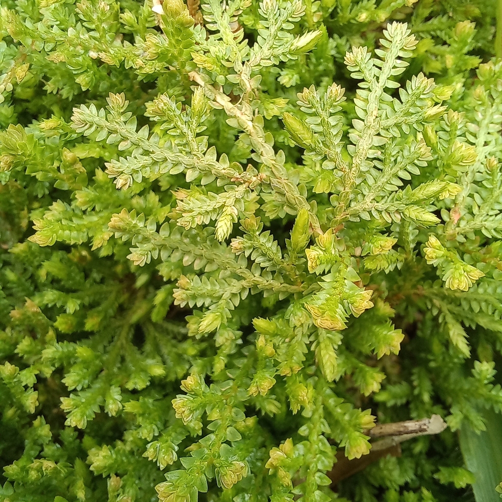 Selaginella muscosa (Selaginella muscosa)