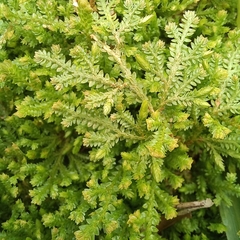 Selaginella muscosa (Selaginella muscosa)