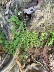 Selaginella muscosa (Selaginella muscosa)