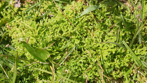 Selaginella muscosa (Selaginella muscosa)