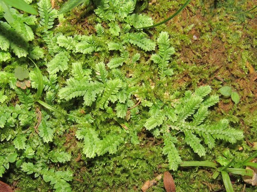 Selaginella muscosa (Selaginella muscosa)
