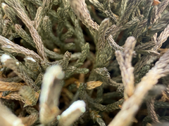 Bluntleaf spikemoss (Selaginella mutica)