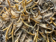 Bluntleaf spikemoss (Selaginella mutica)