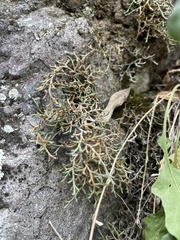 Bluntleaf spikemoss (Selaginella mutica)