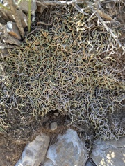 Bluntleaf spikemoss (Selaginella mutica)