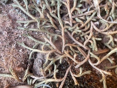 Bluntleaf spikemoss (Selaginella mutica)