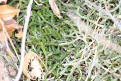 Bluntleaf spikemoss (Selaginella mutica)