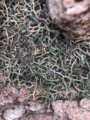 Bluntleaf spikemoss (Selaginella mutica)