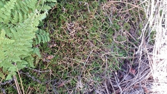 Bluntleaf spikemoss (Selaginella mutica)