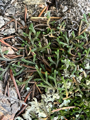 Bluntleaf spikemoss (Selaginella mutica)