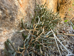 Bluntleaf spikemoss (Selaginella mutica)