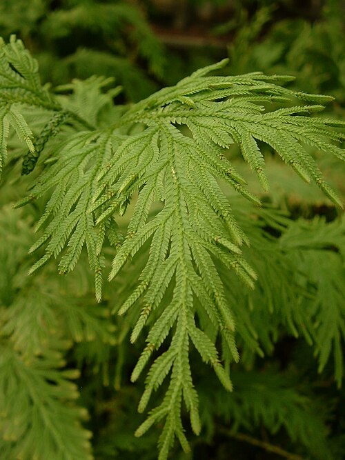 Selaginella neocaledonica: Selaginella neocaledonica Photo by Jeffdelonge , Jardin botanique de Lyon, avril 2006