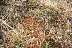 Selaginella nipponica (Selaginella nipponica)