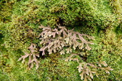 Selaginella nipponica (Selaginella nipponica)