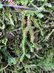 Selaginella nipponica (Selaginella nipponica)